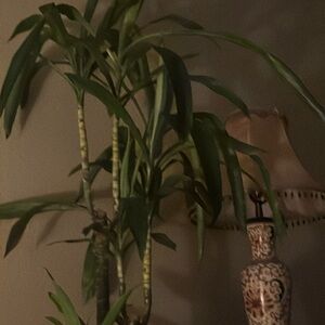 Meet your Posher, Alesha